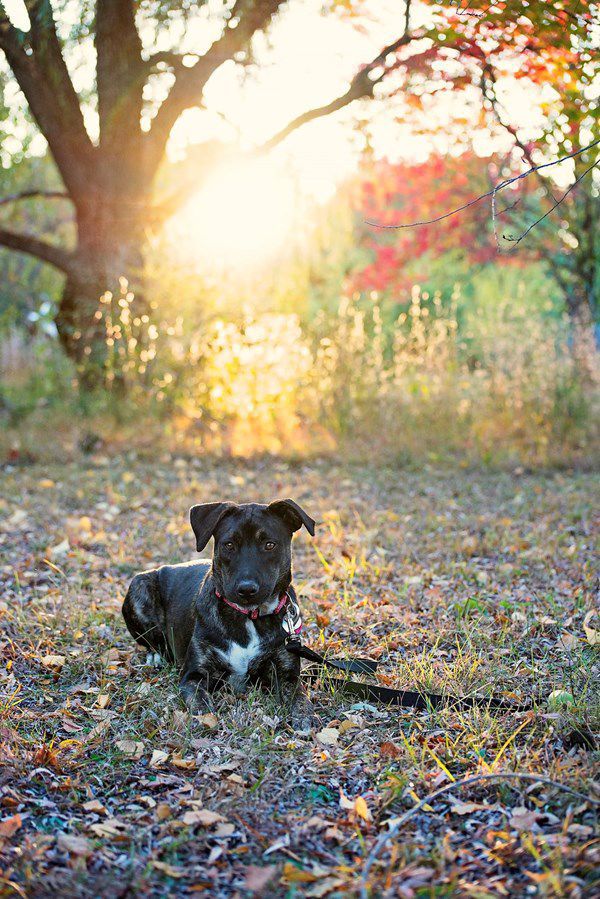Pet Star 123.jpg